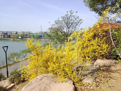 -羊山湖公园