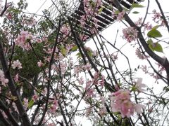 景点-天适樱花悠乐园