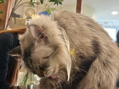 -共舞时光猫咖·狗咖(新街口店)