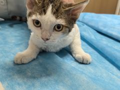 -瑞派·关忠动物医院·猫专科·犬专科(三环新城店)