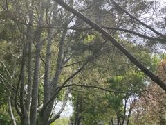-玲珑塔公园
