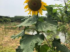 -武汉紫薇都市田园