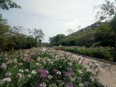 -广东花都香草世界旅游度假区