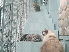 -喵屿·大理花园猫咖