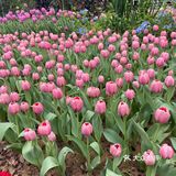 仙湖花展｜春日赏花｜满眼都是春天，美醉了