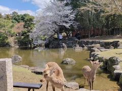 -奈良公园