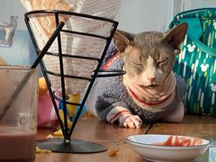 -猫小院猫主题咖啡厅(北锣店)