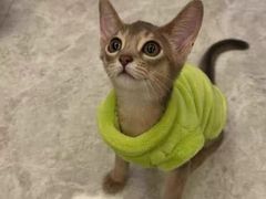 -猫十亿·布偶金渐层·曼基康矮脚猫舍(青年路店)