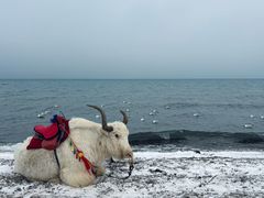 -青海湖国家重点风景名胜区