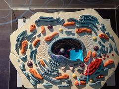 -正佳自然科学博物馆