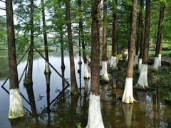 -重庆彩云湖湿地公园