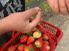 -建德果蔬乐园绪塘草莓基地