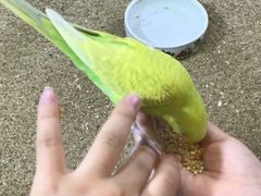 -上海大自然野生昆虫馆(东方明珠·爬宠昆虫探索中心)