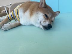 -怪兽屋·羊驼·猫咖·狗咖(俊华广场店)