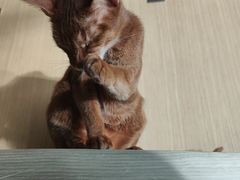 -飞行喵MR PILOT|猫舍·猫咖(静安大融城店)