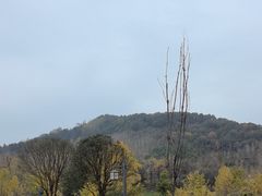 -千年银杏谷文化旅游区