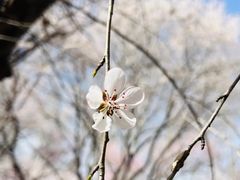 -朝阳公园