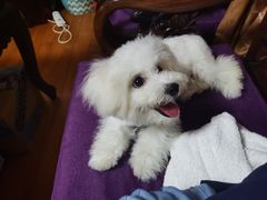 -翊宠yipet猫狗购宠庄园犬舍•猫舍