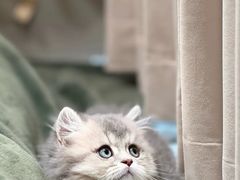 -欣宠猫屋·矮脚拿破仑·蓝金金渐层