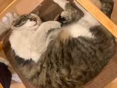 -猫的天空之城概念书店(苏州平江店)