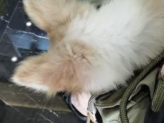 -宠颐生斯嘉宠物医院·急重症·心内科(谷阳北路分院)
