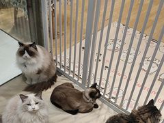 -藏猫猫咖啡主题馆(中央大道店)