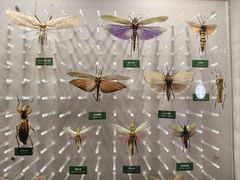 -国家自然博物馆