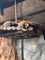 -Zoolung Zoolung动物主题公园(海信广场店)