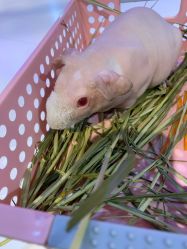 -Moni星球萌宠·小马宝莉·灵蛇·高端高阶全萌宠互动体验俱乐部(红豆国际广场店)