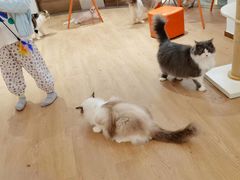 -1013 PET SHOP精品宠物商店(丁香店)