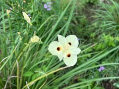 -上海鲜花港