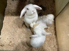 -上海大自然野生昆虫馆