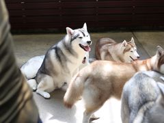 -TrueLove @ Neverland (Husky Cafe)