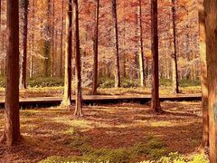 -黄海国家森林公园