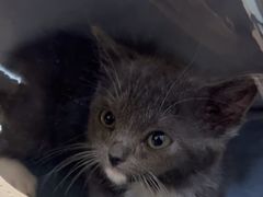 -格蕾宠物医院24H·猫科·肿瘤科·骨科中心(福州总院)