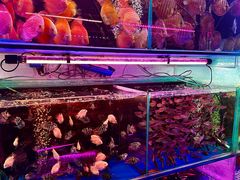 -青石桥花鸟鱼虫市场(叠翠城店)