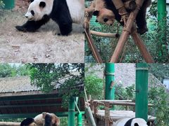 -灵玲国际马戏城