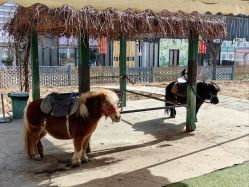 -萌宠亲子动物乐园(槐房万达店)