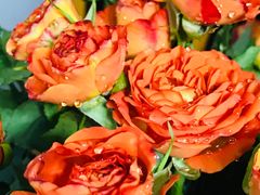 -昆明国际花卉拍卖交易中心