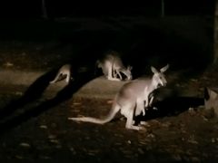 -清迈夜间动物园
