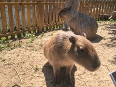 -合肥野生动物园