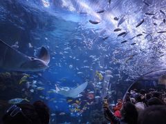-海合安成都极地海洋公园