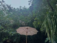 -Fern Forest Cafe