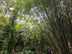 -呀诺达热带雨林
