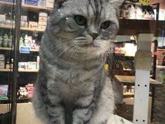 -宠小格时尚宠物生活馆(唐镇店)