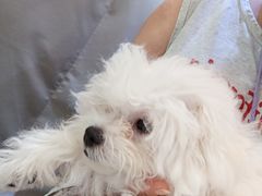 -全心全意连锁动物医院·特色中医诊疗(会城门分院)