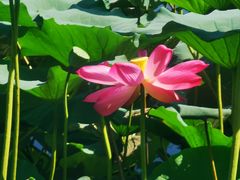 -长春市南湖公园