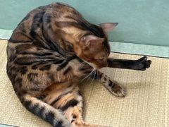 -MOCHA明星猫咖(田子坊店)