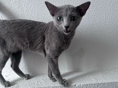 -琪喵猫屋·撸猫猫咖·猫舍