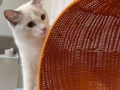 -Cappucimeow猫咪咖啡馆(韦伯时代店)